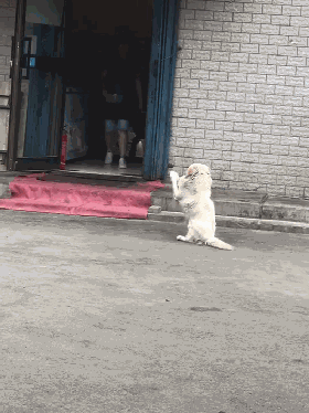 狗的技能_狗狗基本技能_狗的生活技能