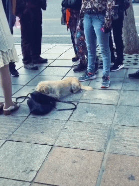 狗的技能_狗的生活技能_狗狗基本技能