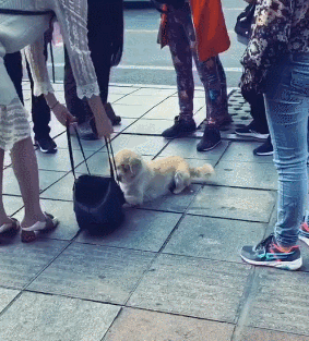 狗狗基本技能_狗的技能_狗的生活技能