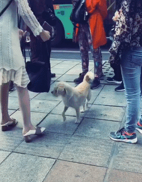 狗狗基本技能_狗的技能_狗的生活技能