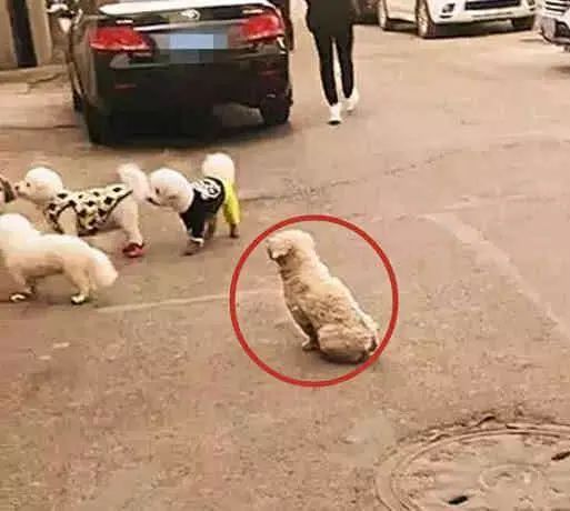 狗狗基本技能_狗的生活技能_狗的技能